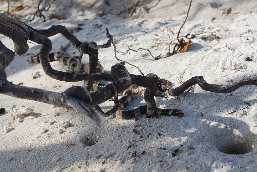 149- Un tricot raye sur la plage de l'ilot Ua.JPG